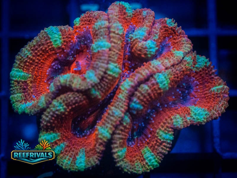 RVL Marvel Acan coral image from ReefRivals, listed as Micromussa sp. and Acans