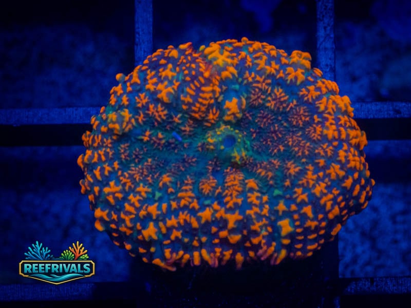 QCC Aquaman Mushroom coral image from ReefRivals, listed as Rhodactis spp. and Mushrooms