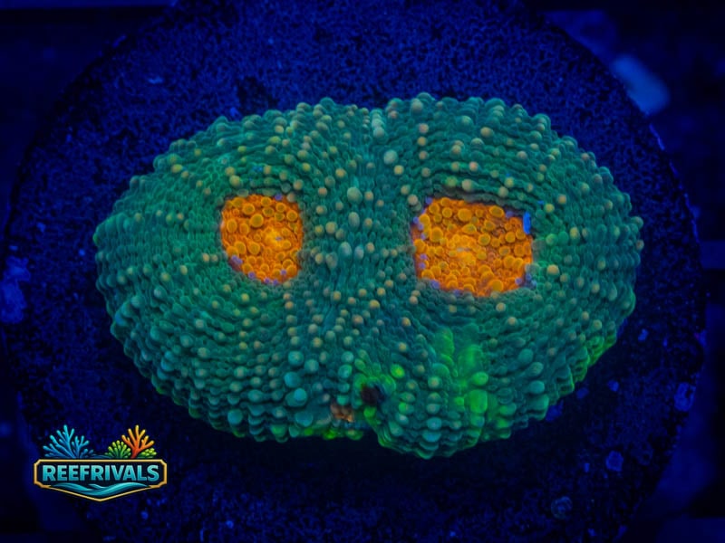 RVL Cyclopse Acan coral image from ReefRivals, listed as Micromussa sp. and Acans