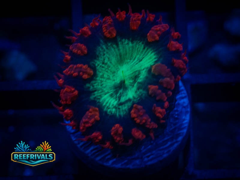 TSA Blastzone Blasto coral image from ReefRivals, listed as Blastomussa sp. and Soft Coral