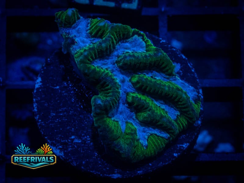 QCC Icy River Platy coral image from ReefRivals, listed as Platygyra sp. and Encrusting