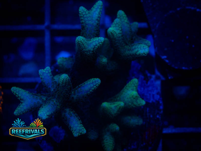 ORA Bird of Paradise Birdsnest coral image from ReefRivals, listed as Seriatopora sp. and SPS Branching