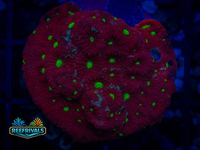 TSA Fire Favia coral image from ReefRivals, listed as Favia sp. and Favias