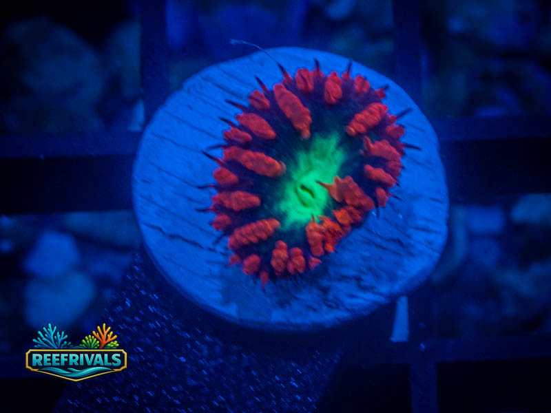 TSA Blastzone Blasto WYSIWYG coral image | ReefRivals TSA Blastzone Blasto coral image from ReefRivals, listed as Blastomussa sp. and Soft Coral