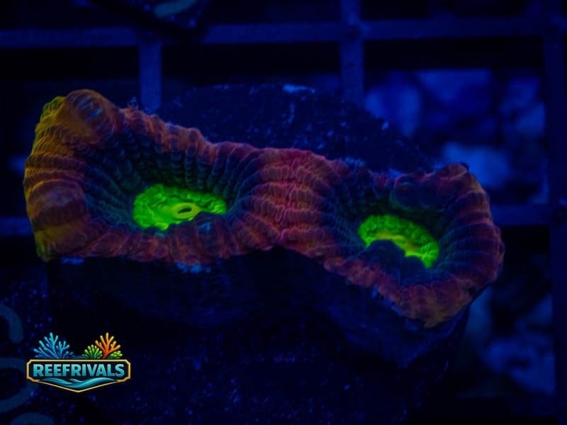 WWC Dragon Soul Favia coral image from ReefRivals, listed as Favia sp. and Favias