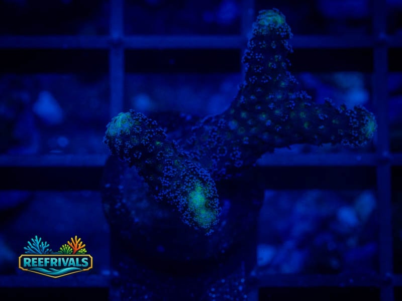 TSA Blueberry Stylo WYSIWYG coral image | ReefRivals TSA Blueberry Stylo coral image from ReefRivals, listed as Seriatopora sp. and SPS Branching