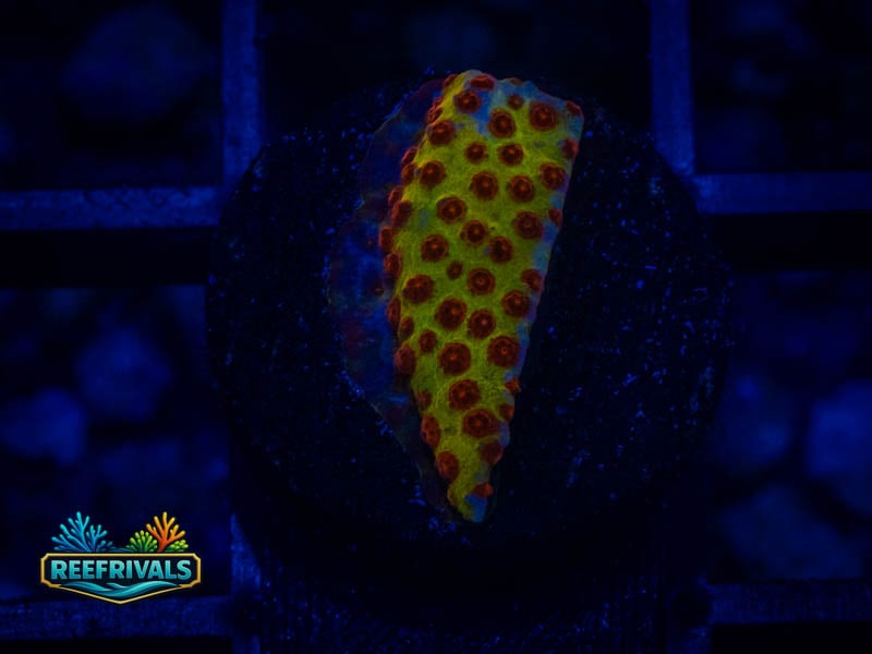JF Burning Banana Stylo coral image from ReefRivals, listed as Stylocoeniella spp. and Encrusting