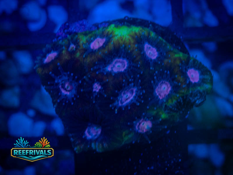 RVL Prince Favia WYSIWYG coral image | ReefRivals RVL Prince Favia coral image from ReefRivals, listed as Favia sp. and Favias