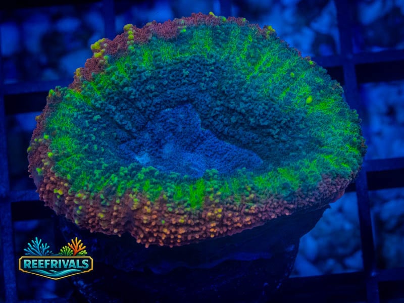 HML Rainbow Spin Lobo WYSIWYG coral image | ReefRivals HML Rainbow Spin Lobo coral image from ReefRivals, listed as Lobophyllia sp. and LPS Fleshy