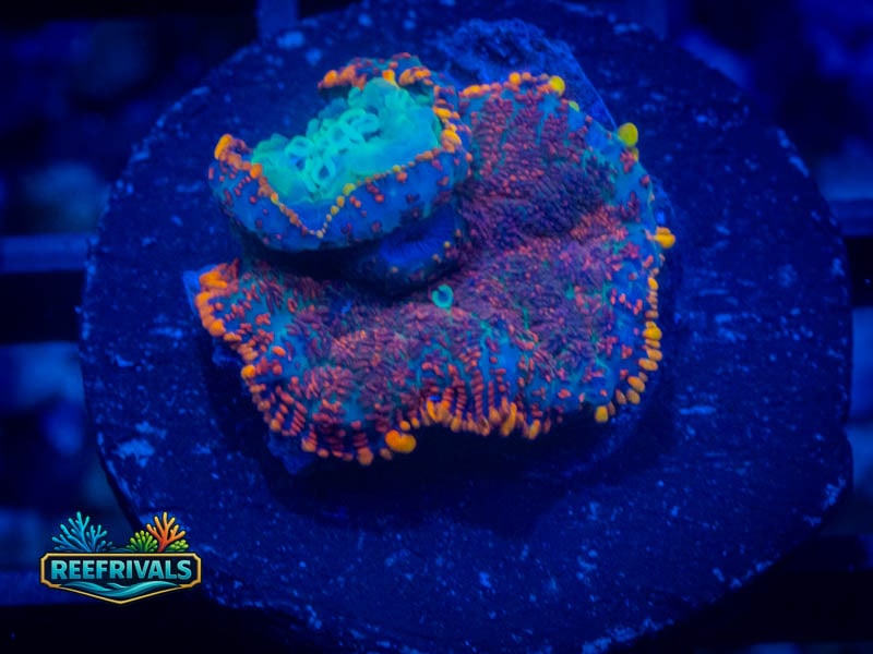 QCC Aquaman Mushroom coral image from ReefRivals, listed as Rhodactis spp. and Mushrooms