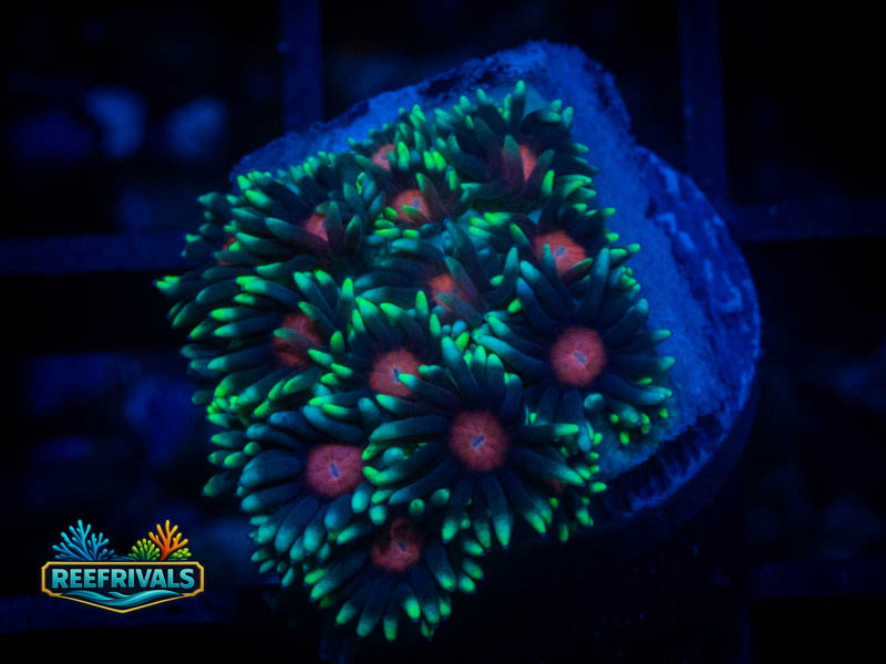 WWC North Star Goni coral image from ReefRivals, listed as Goniopora sp. and Gonis
