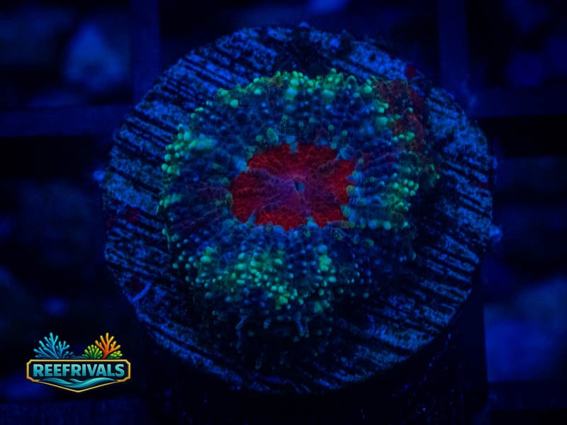 RVL Han Solo Acan WYSIWYG coral image | ReefRivals RVL Han Solo Acan coral image from ReefRivals, listed as Micromussa sp. and Acans