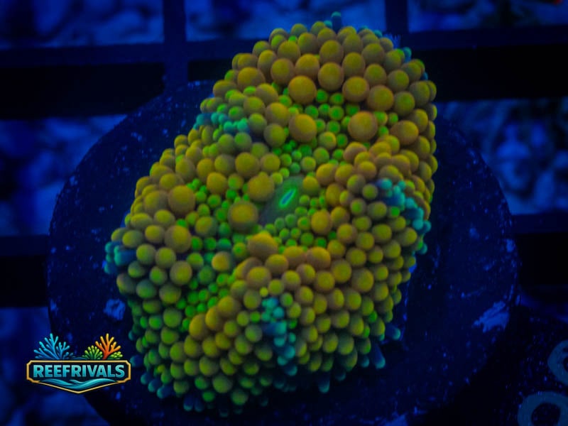 RVL Tropicana Ricordea Mushroom coral image from ReefRivals, listed as Ricordea florida and Mushrooms