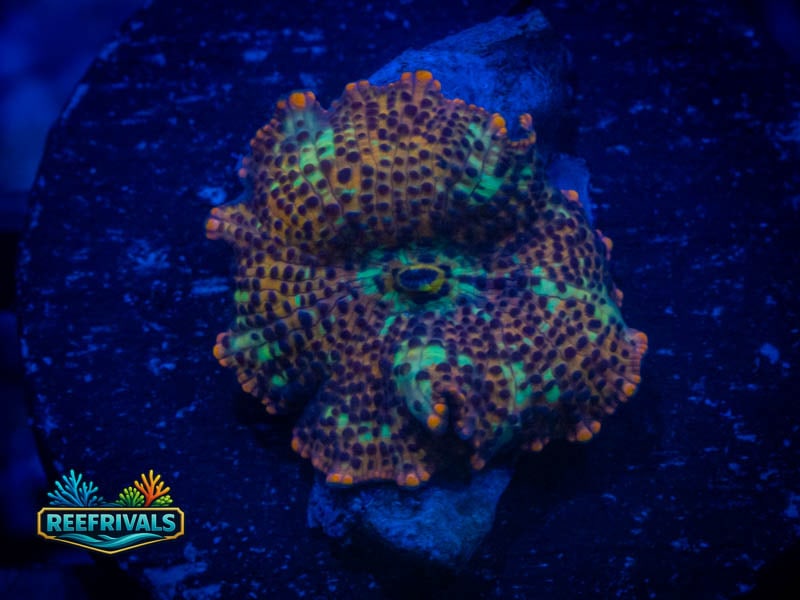 TG Leopard Discosoma Mushroom coral image from ReefRivals, listed as Discosoma spp. and Mushrooms