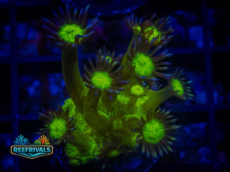 QCC Glitter Face Goni coral image from ReefRivals, listed as Goniopora sp. and Gonis