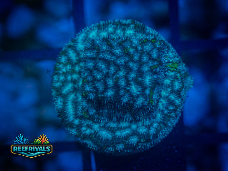 ECC Frankenstein Lepto WYSIWYG coral image | ReefRivals ECC Frankenstein Lepto coral image from ReefRivals, listed as Leptoseris sp. and SPS Branching