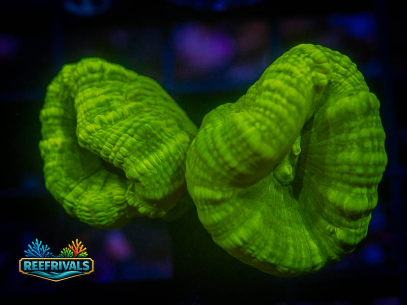 RVL Kryptonite Candy Cane WYSIWYG coral image | ReefRivals RVL Kryptonite Candy Cane coral image from ReefRivals, listed as Caulastrea sp. and LPS Branching