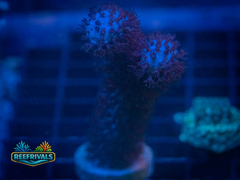 RVL Fuzzy Gorgonian coral image from ReefRivals, listed as Gorgonia sp. and Soft Coral