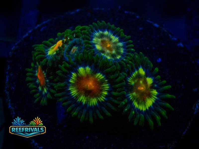 TSA Daisy Cutter Zoa coral image from ReefRivals, listed as Zoanthus sp. and Zoas