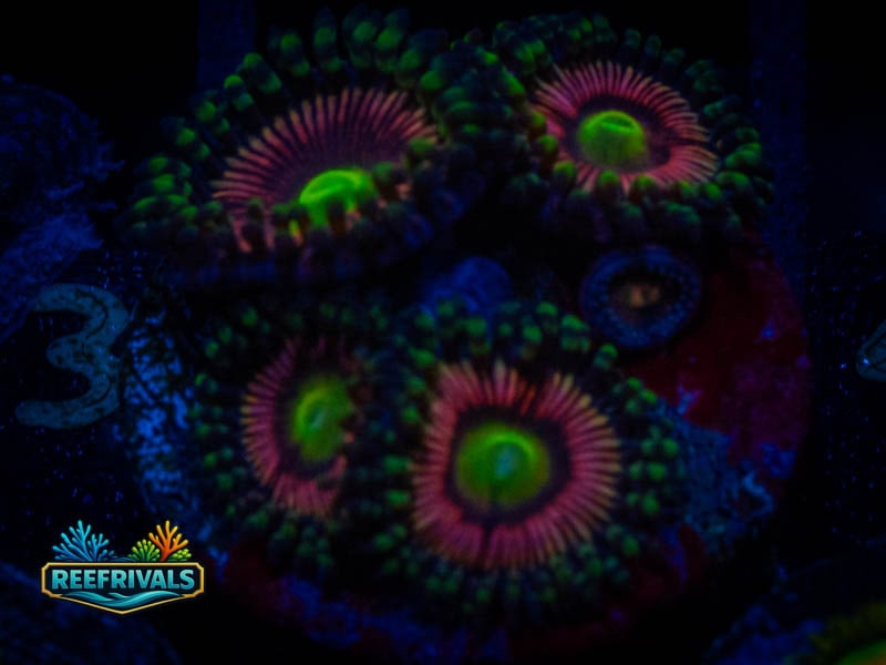 Pink and Green Eye Zoa coral image from ReefRivals, listed as Zoanthus sp. and Zoas