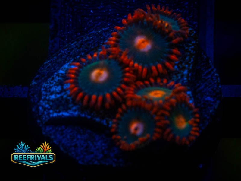 QCC Gorilla Nipple Zoa coral image from ReefRivals, listed as Zoanthus sp. and Zoas