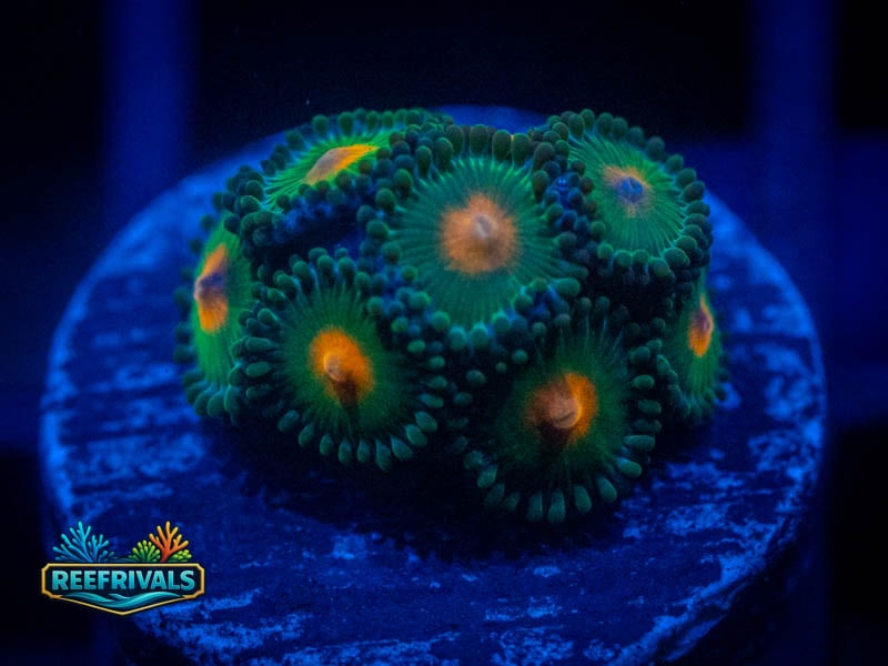 TSA Miami Hurricane WYSIWYG coral image | ReefRivals TSA Miami Hurricane coral image from ReefRivals, listed as Zoanthus sp. and Zoas