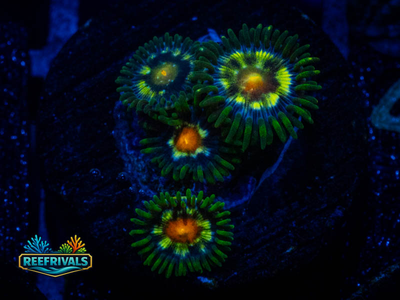 TSA Daisy Cutter Zoa WYSIWYG coral image | ReefRivals TSA Daisy Cutter Zoa coral image from ReefRivals, listed as Zoanthus sp. and Zoas