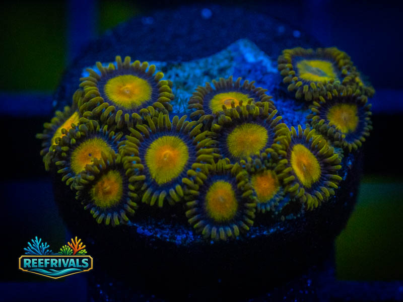 TSA Queen Midas Zoa coral image from ReefRivals, listed as Zoanthus sp. and Zoas