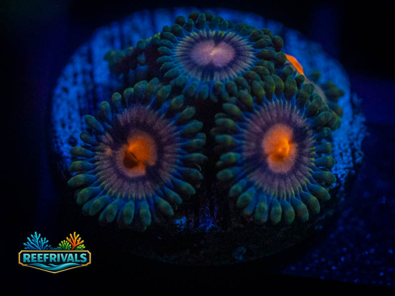 JF Poison Potion Zoa WYSIWYG coral image | ReefRivals JF Poison Potion Zoa coral image from ReefRivals, listed as Zoanthus sp. and Zoas