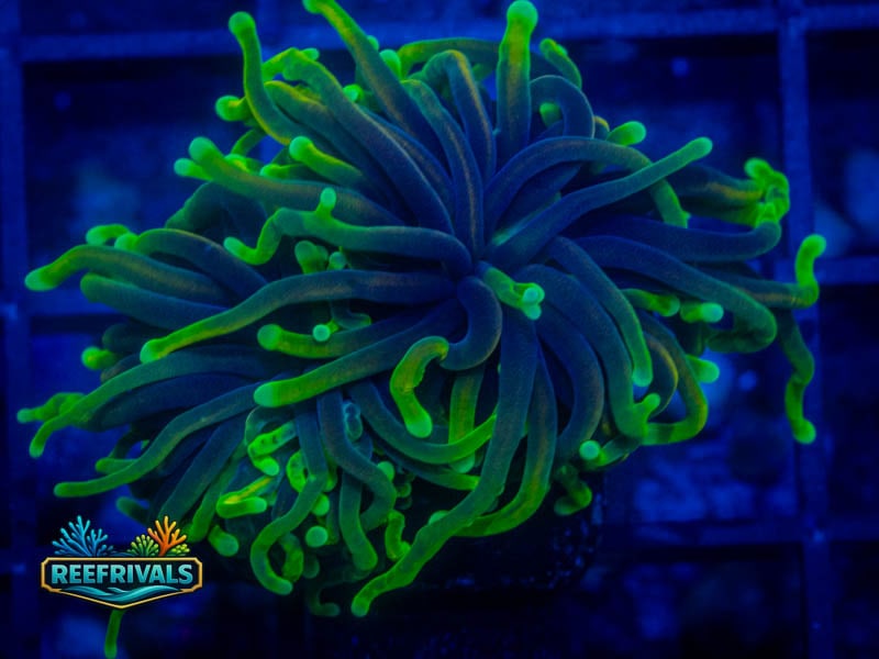 RS Hellfire Torch WYSIWYG coral image | ReefRivals RS Hellfire Torch coral image from ReefRivals, listed as Euphyllia glabrescens and Torches