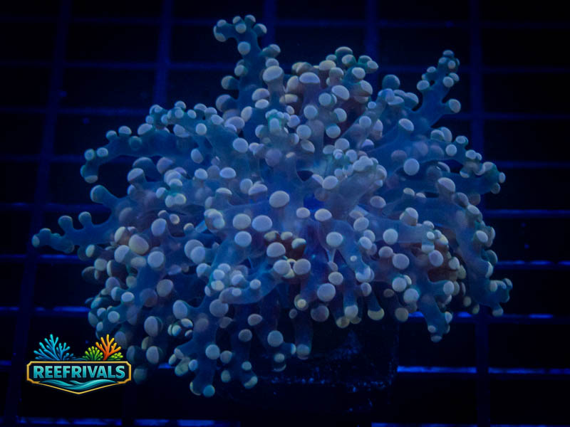 WCC Peach Tipped Frogspawn coral image from ReefRivals, listed as Fimbriaphyllia divisa and Frogspawn