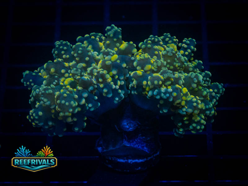 QCC Toxic Green Octospawn WYSIWYG coral image | ReefRivals QCC Toxic Green Octospawn coral image from ReefRivals, listed as Fimbriaphyllia paraancora and LPS Branching