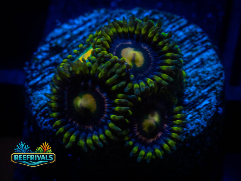TG ZOI Zoa coral image from ReefRivals, listed as Zoanthus sp. and Zoas
