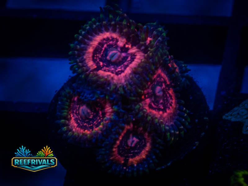 TSA Pink Zipper Zoa WYSIWYG coral image | ReefRivals TSA Pink Zipper Zoa coral image from ReefRivals, listed as Zoanthus sp. and Zoas