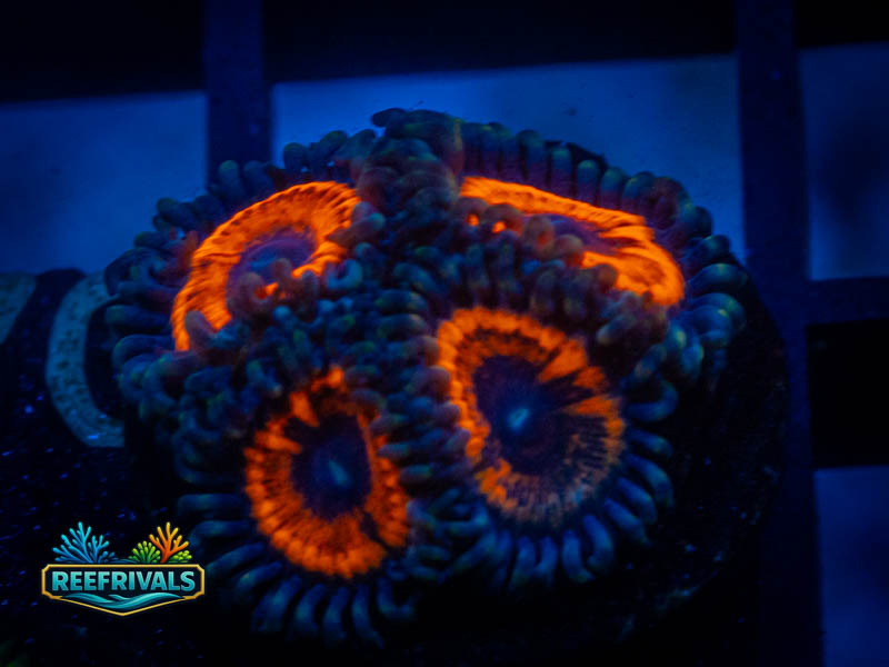 TG Devil's Armor Zoa coral image from ReefRivals, listed as Zoanthus sp. and Zoas