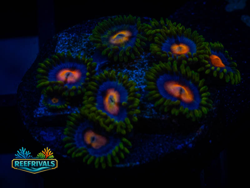 WWC Ultimate Blow Pop Zoa coral image from ReefRivals, listed as Zoanthus sp. and Zoas