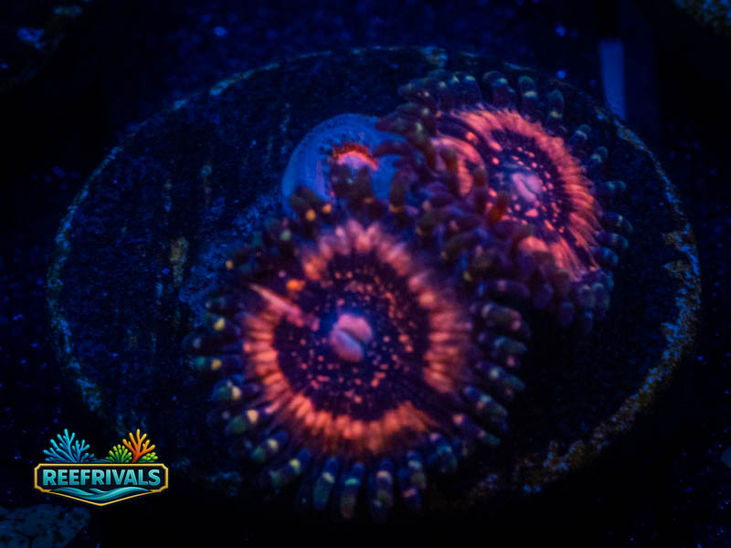 QCC Armor of God Zoa coral image from ReefRivals, listed as Zoanthus sp. and Zoas