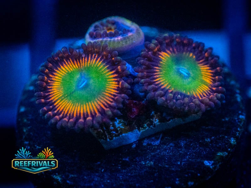 OC Bowser Zoa WYSIWYG coral image | ReefRivals OC Bowser Zoa coral image from ReefRivals, listed as Zoanthus sp. and Zoas
