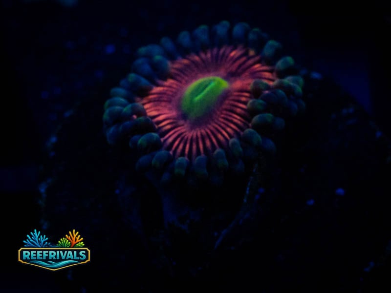 WWC Lucky Kentucky Zoa WYSIWYG coral image | ReefRivals WWC Lucky Kentucky Zoa coral image from ReefRivals, listed as Zoanthus sp. and Zoas
