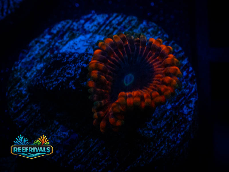 QCC Lunar Eclipse Zoa coral image from ReefRivals, listed as Zoanthus sp. and Zoas