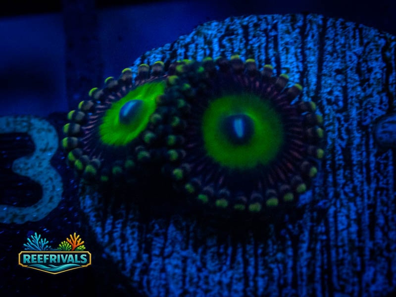CA Candy Apple Green Zoa coral image from ReefRivals, listed as Zoanthus sp. and Zoas