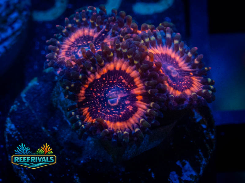 WWC Mohawk Zoa coral image from ReefRivals, listed as Zoanthus sp. and Zoas