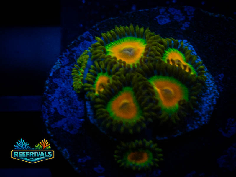 TG Rasta Zoa coral image from ReefRivals, listed as Zoanthus sp. and Zoas