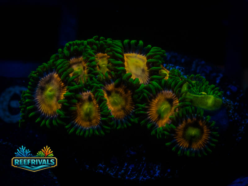RS Lazer Lemon Zoa coral image from ReefRivals, listed as Zoanthus sp. and Zoas