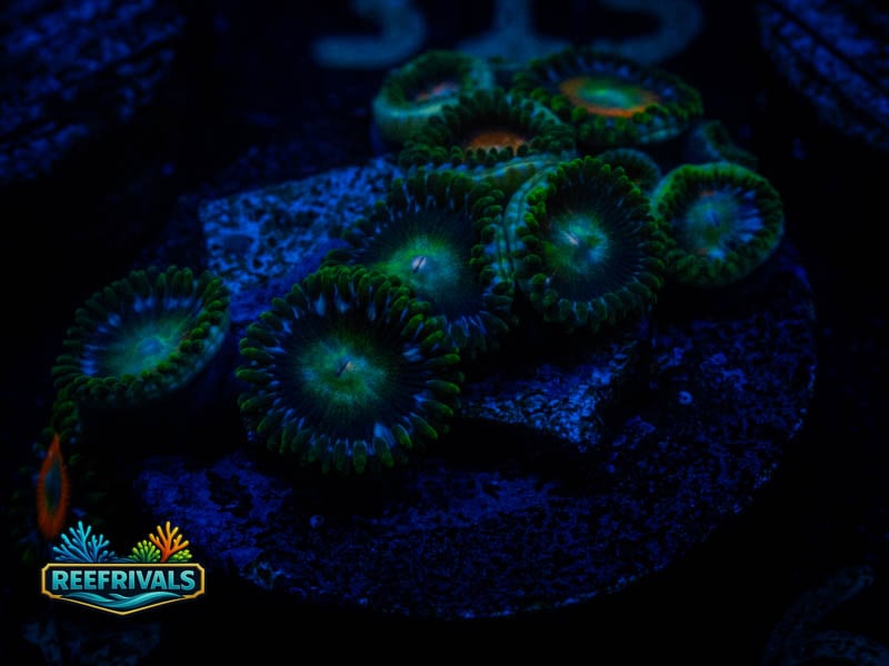 RS Radioactive Dragon Eye Zoa coral image from ReefRivals, listed as Zoanthus sp. and Zoas