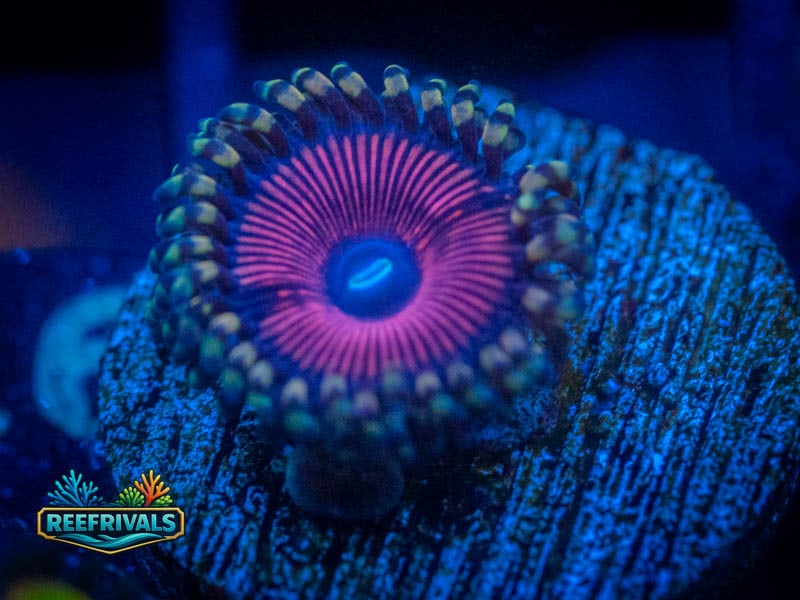 TG Cotton Candy Zoa coral image from ReefRivals, listed as Zoanthus sp. and Zoas