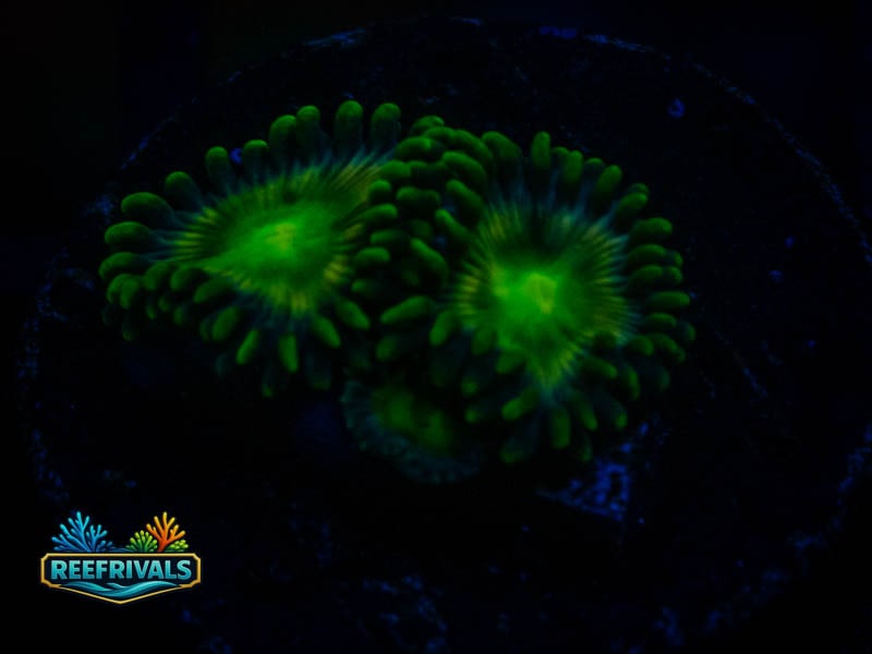 Green People Eaters Zao coral image from ReefRivals, listed as Zoanthus sp. and Zoas