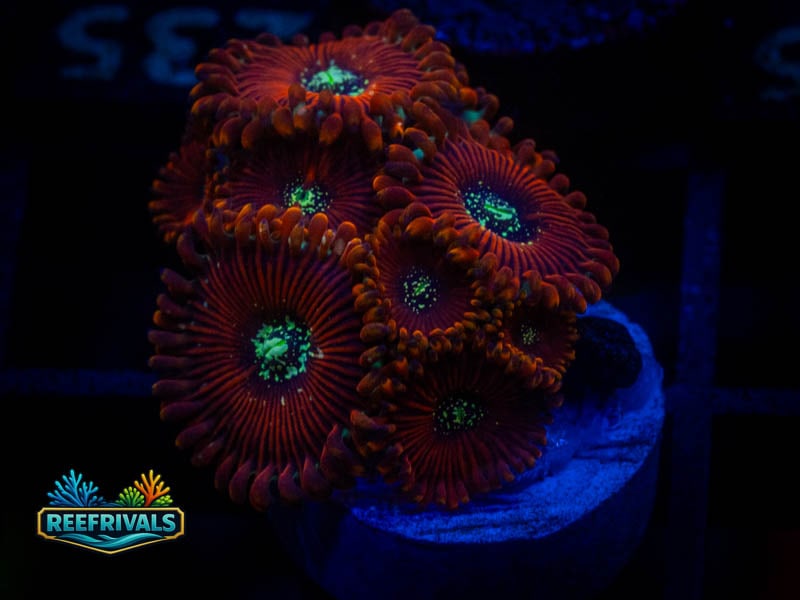 WCC Magician Zoa coral image from ReefRivals, listed as Zoanthus sp. and Zoas