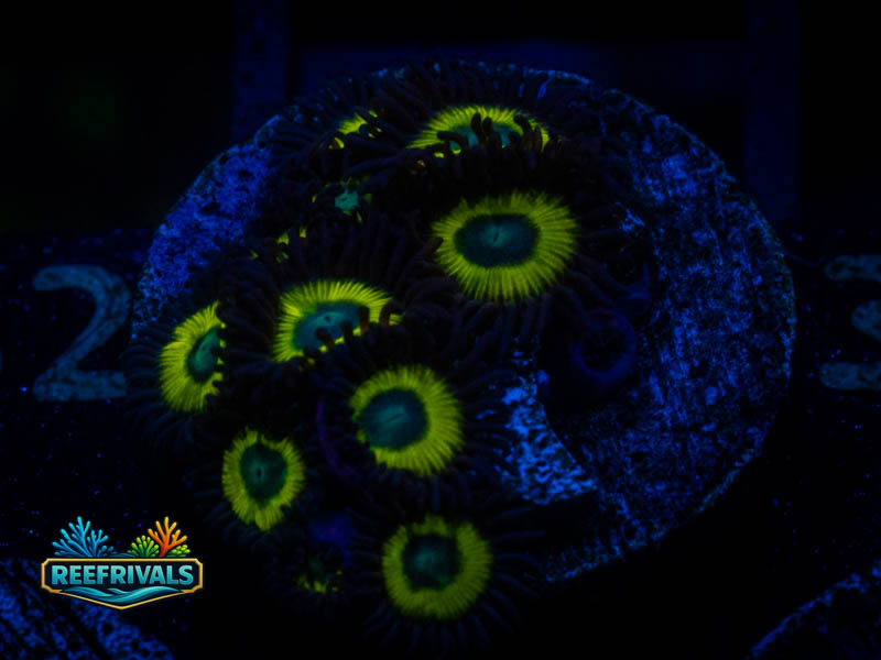 ECC Black Bella Zoa coral image from ReefRivals, listed as Zoanthus sp. and Zoas