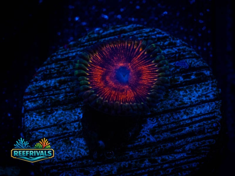 TSA God of War Zoa coral image from ReefRivals, listed as Zoanthus sp. and Zoas